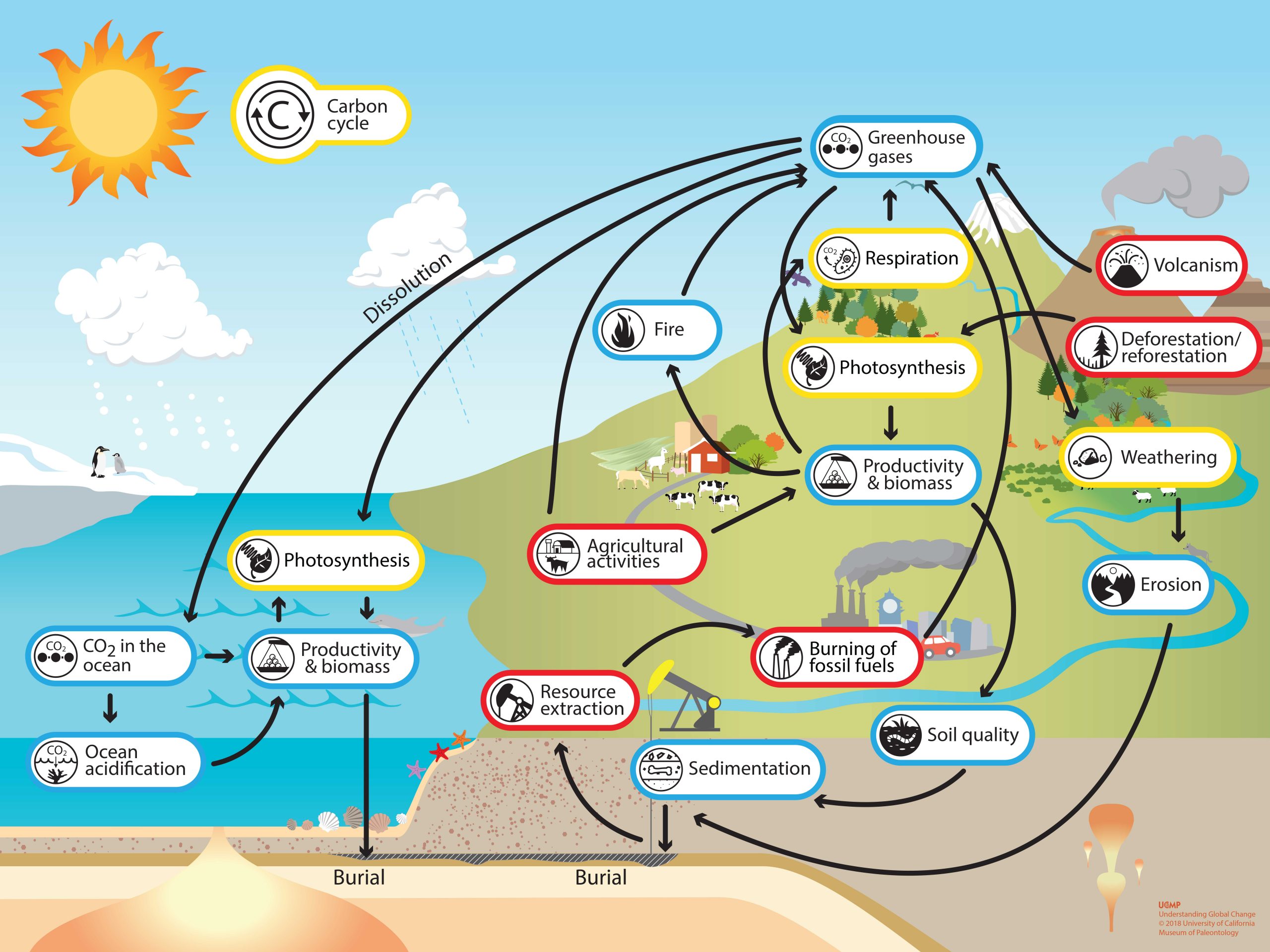 Fossil fuels carbon cycle