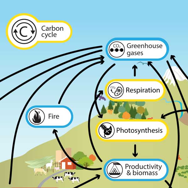 Carbon cycle Understanding Global Change