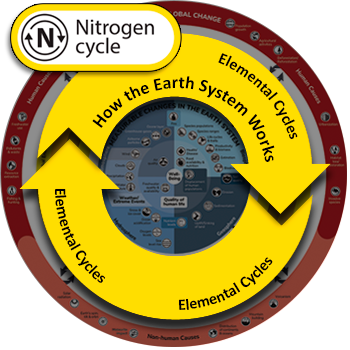 global nitrogen cycle