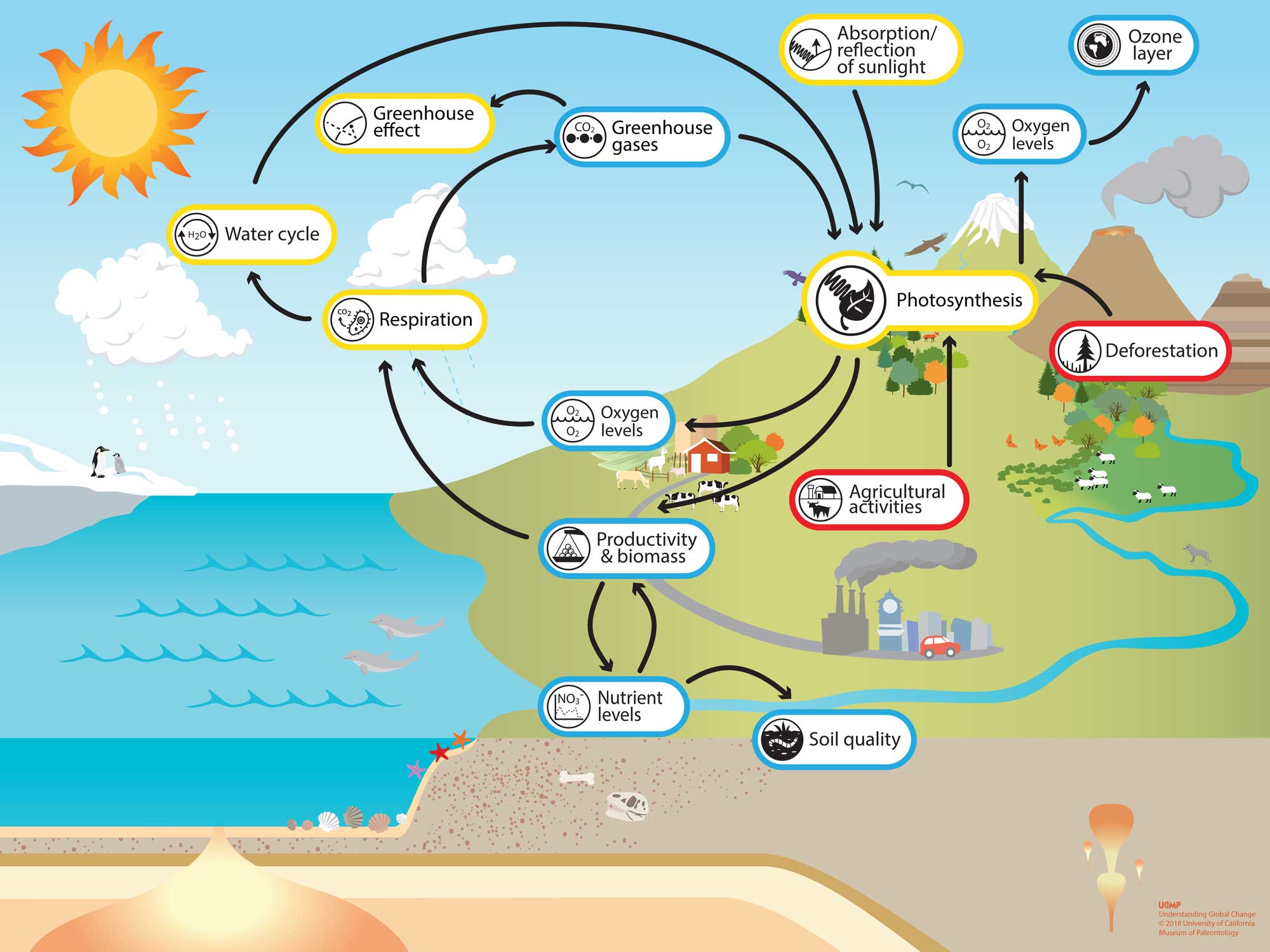 Photosynthesis Understanding Global Change