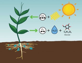 Photosynthesis - Understanding Global Change