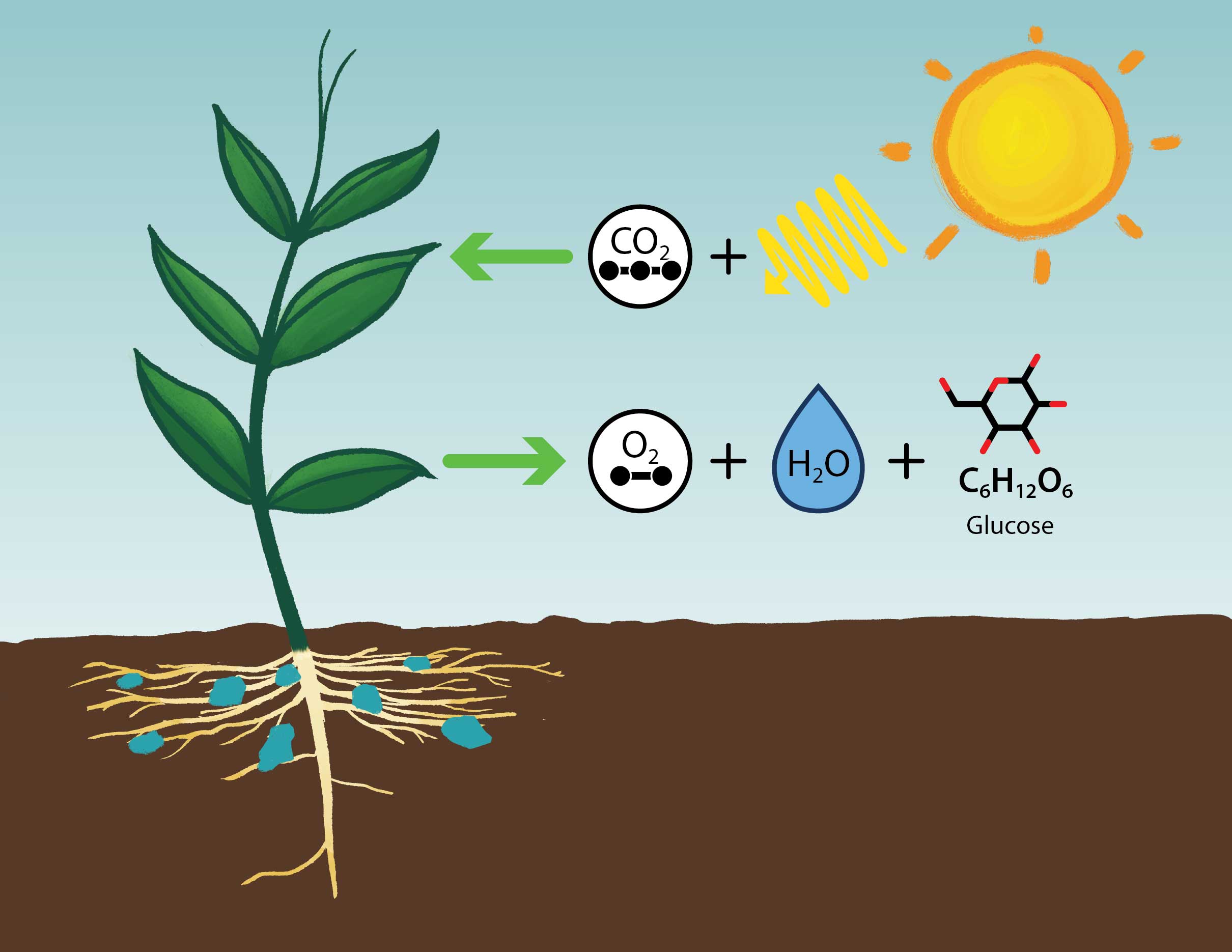 Photosynthesis Understanding Global Change