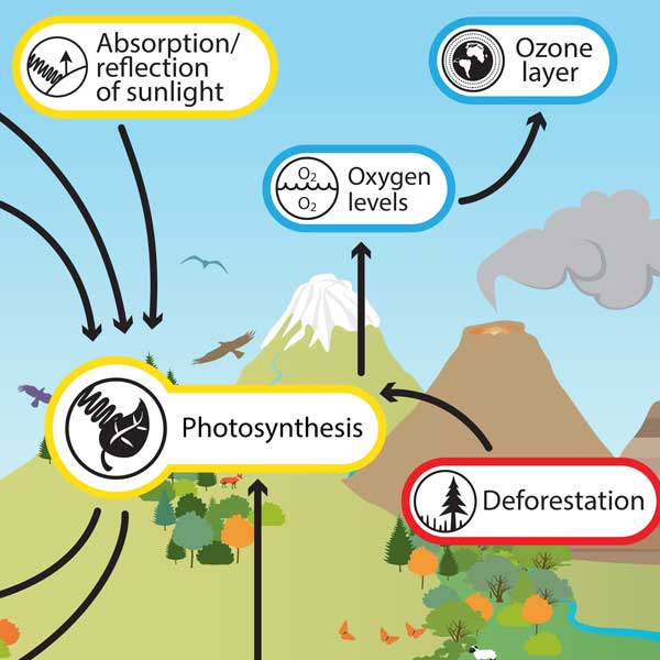 photosynthesis sysmodel cr