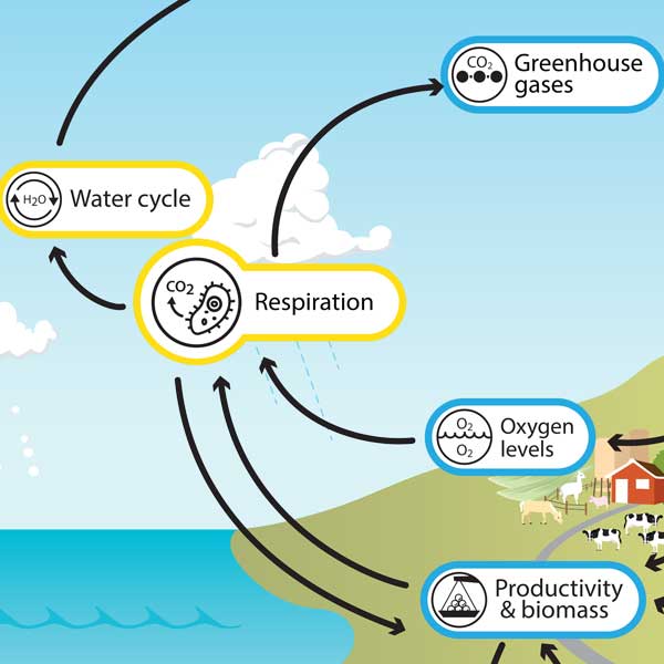 How Does Oxygen Availability Affect Cellular Respiration 