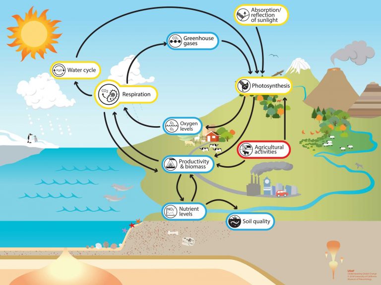 Respiration - Understanding Global Change