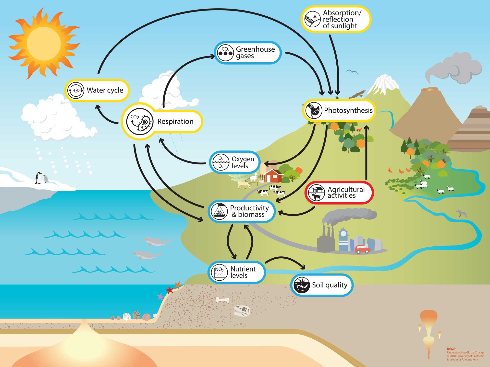 Respiration Understanding Global Change   Respiration System Model 