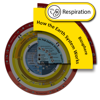 Clickable icon for the respiration process